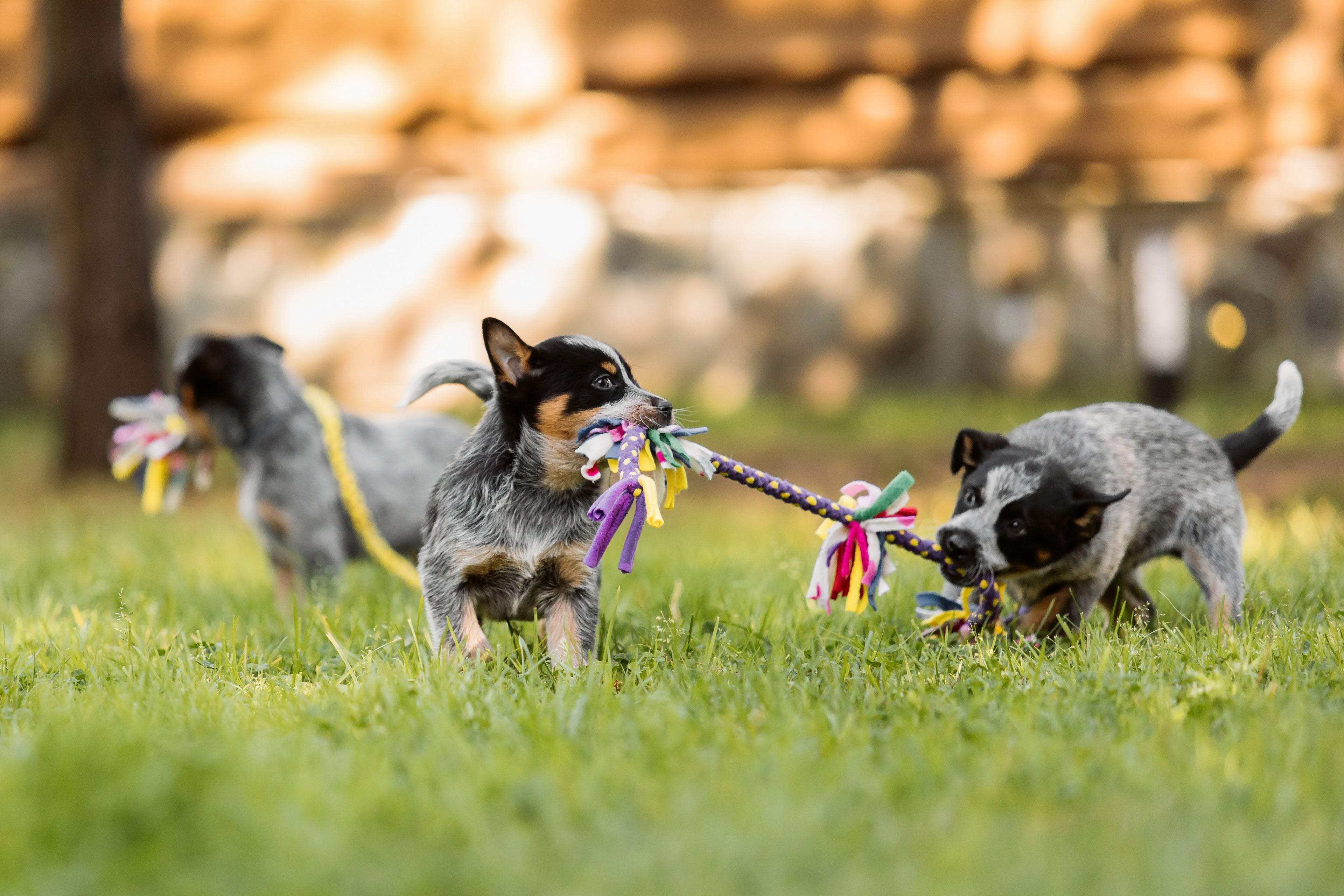 Puppies playing with pull toy